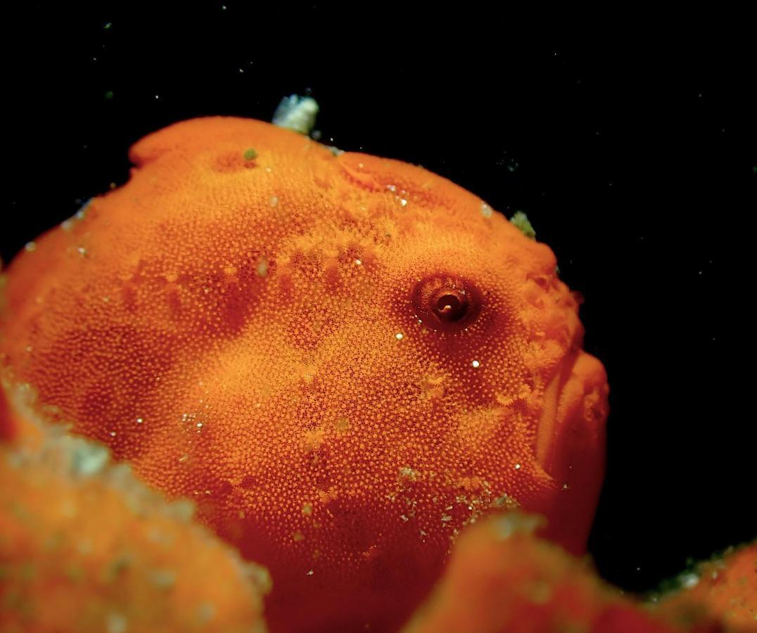 ホテル Happy Dive Retreat Fka Ankermi Happy Dive Hitokalak エクステリア 写真